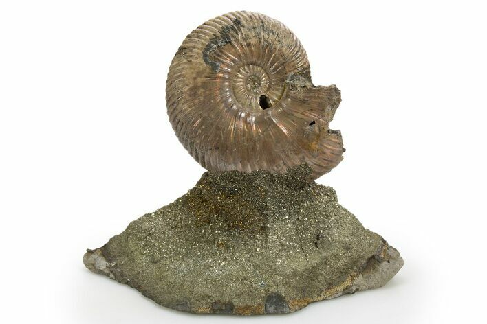 Iridescent, Pyritized Ammonite (Quenstedticeras) Fossil Display #316332